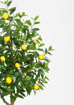 Arbre artificiel citronnier