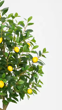 Arbre artificiel citronnier