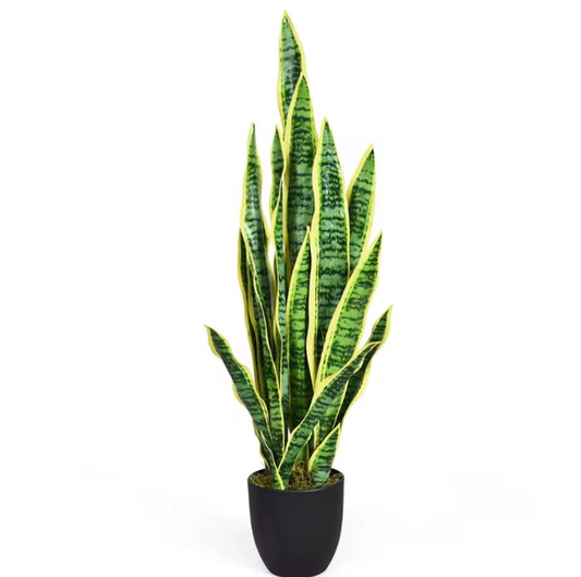 Sansevieria artificielle