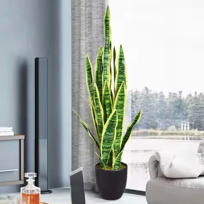 Sansevieria artificielle